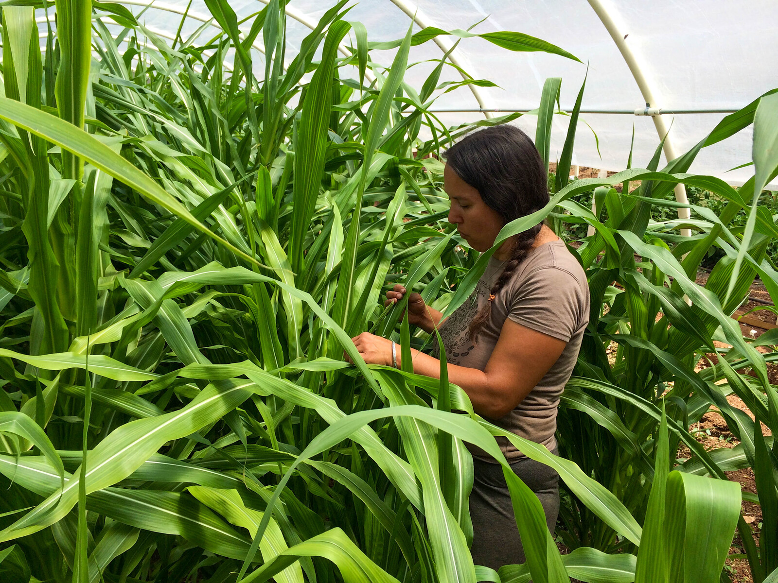 Corn Shoot Bags - Seed Savers Exchange