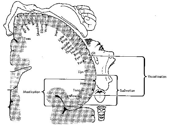 Abnormal Encephalization in the Age of Machine Learning - Journal #75