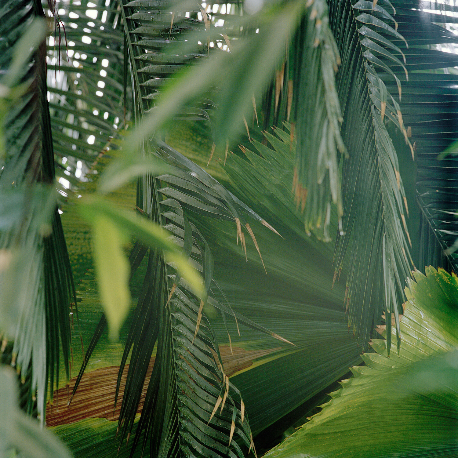 Aesthetic pc wallpaper 4k - palm leaves