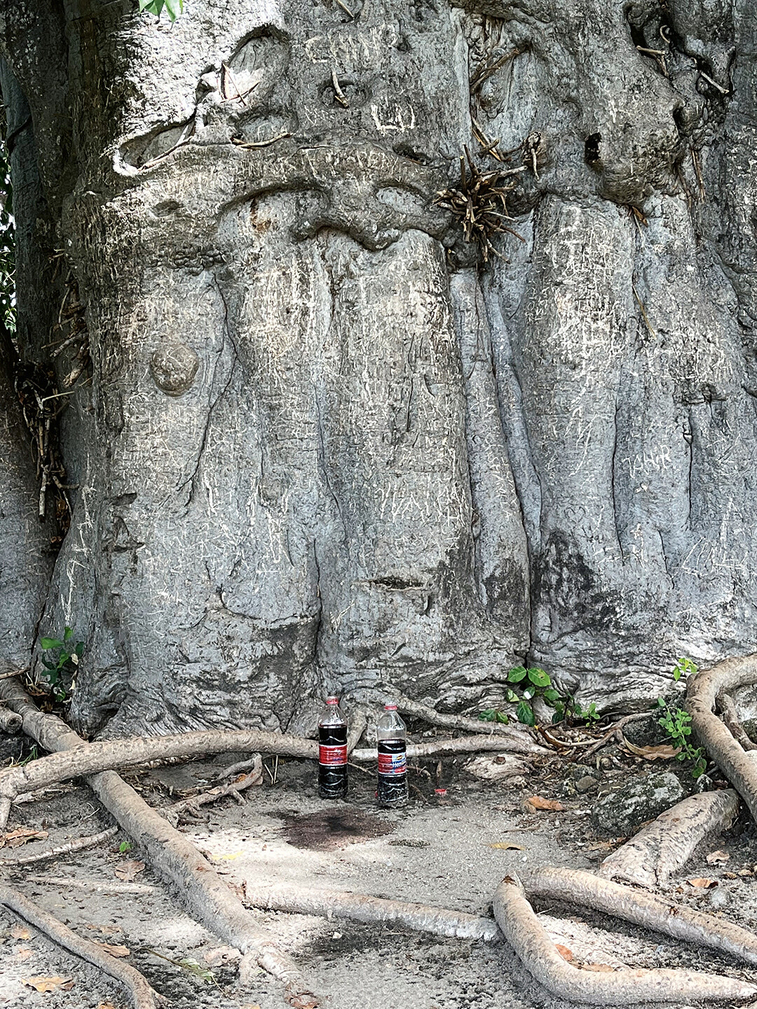 Listening at Pungwe: A SACRED STORY AT THE TREE OF LIFE - Announcements - Vimarsana News