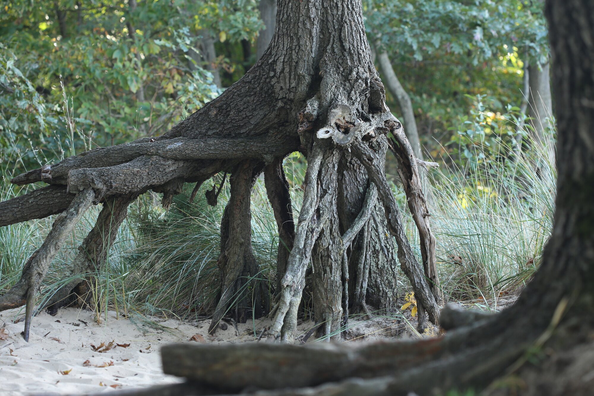 Portable Gray issue 10: - Vimarsana News