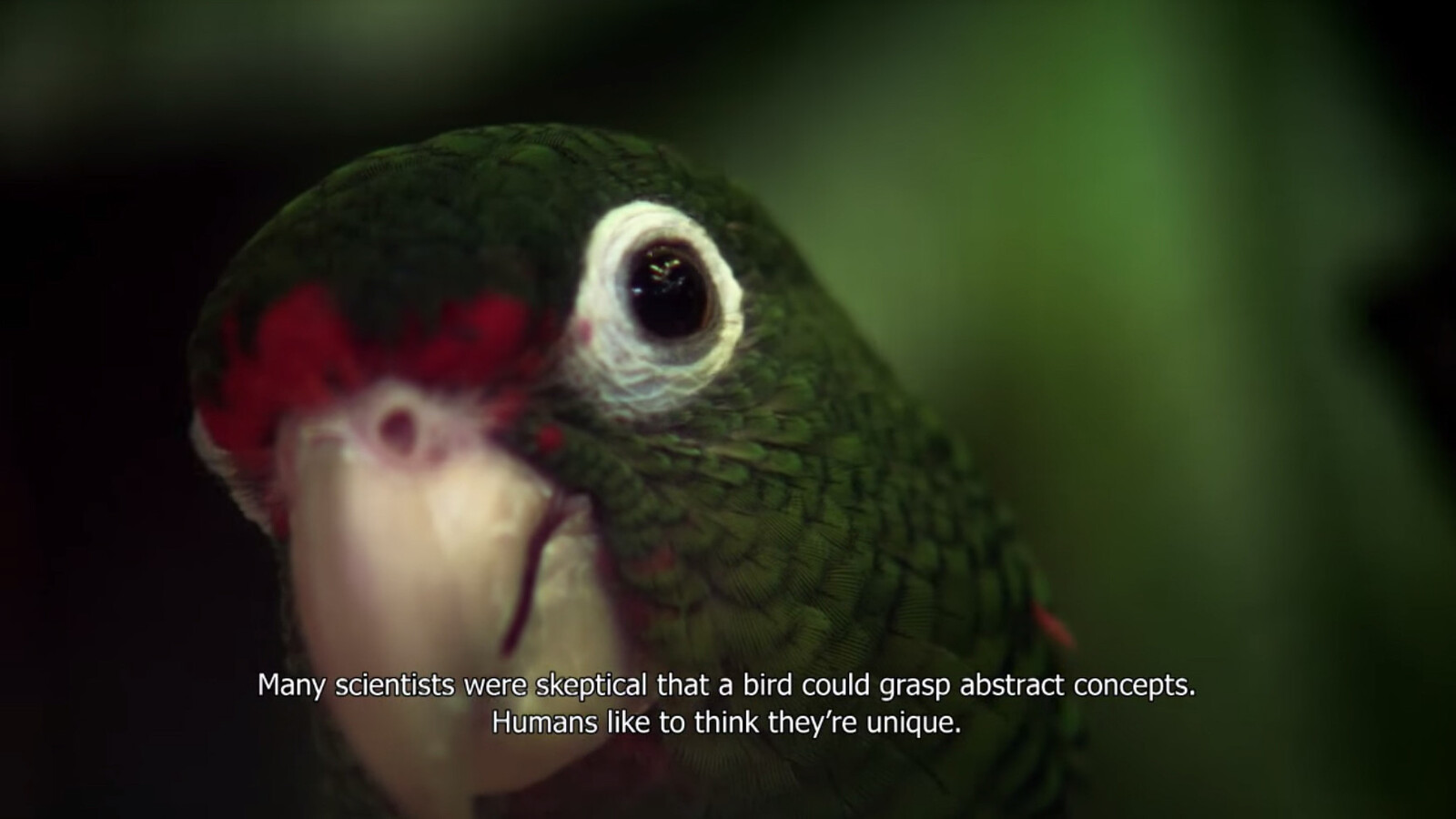 Bar Laika by e-flux Allora &amp; Calzadilla in collaboration with Ted Chiang,&nbsp;<em>The Great Silence</em>, presented by Filipa Ramos
