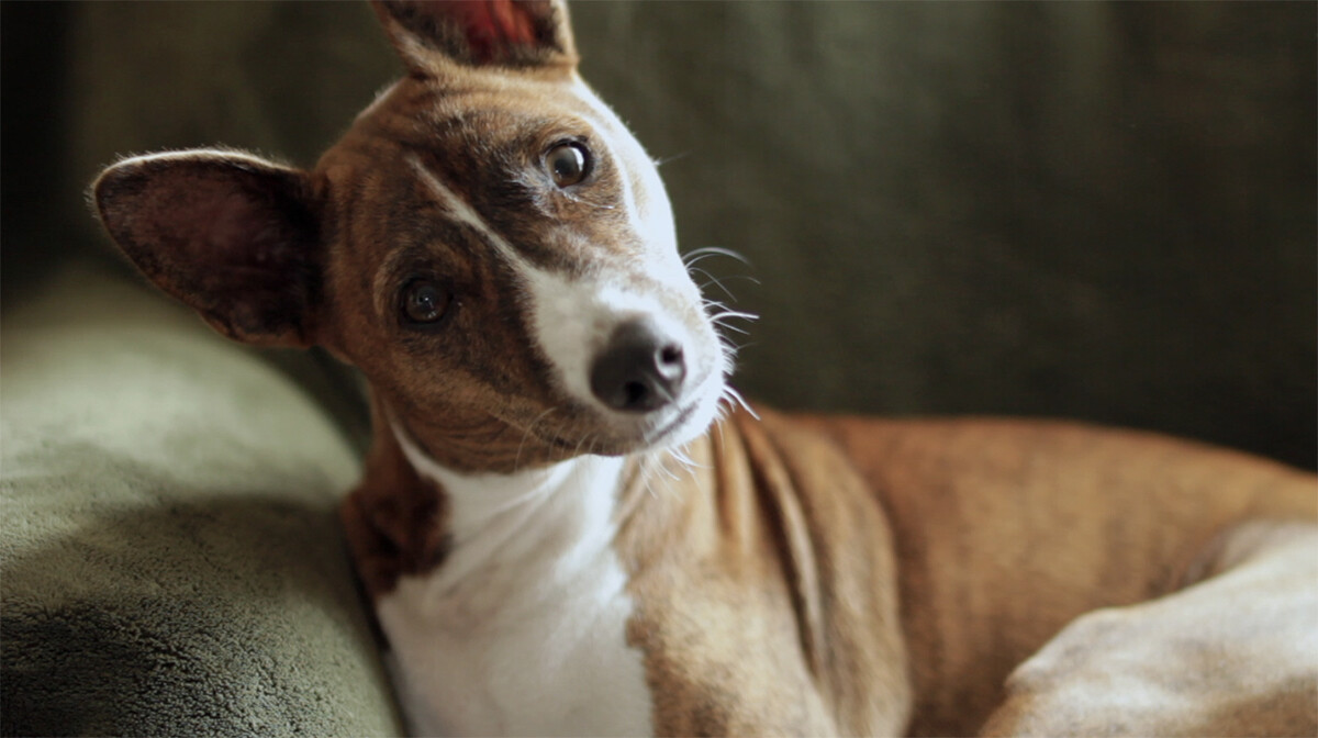 e-flux Screening Room - I. Mind and Machine:&nbsp;Jesse McLean and&nbsp;Alain Resnais
