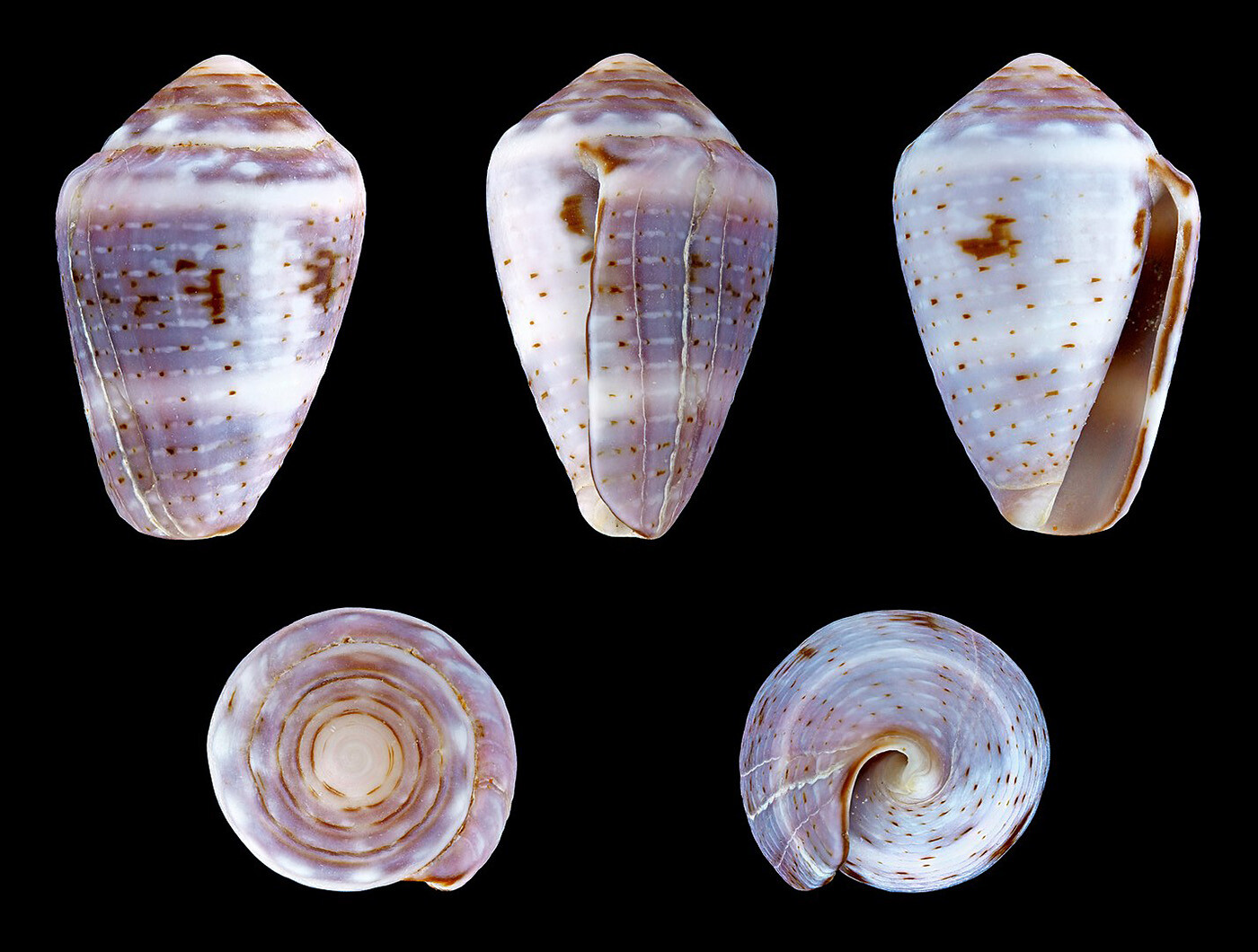 Viruses Are More Like Cone Snails Than Hijackers Journal 130