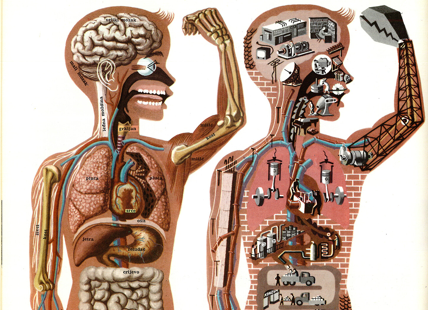 The human body is a machine