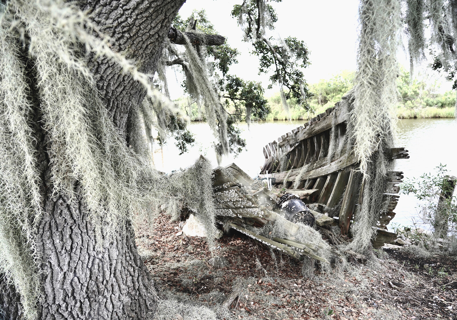 A recent map of 'live' and 'ghost' tree islands in Water