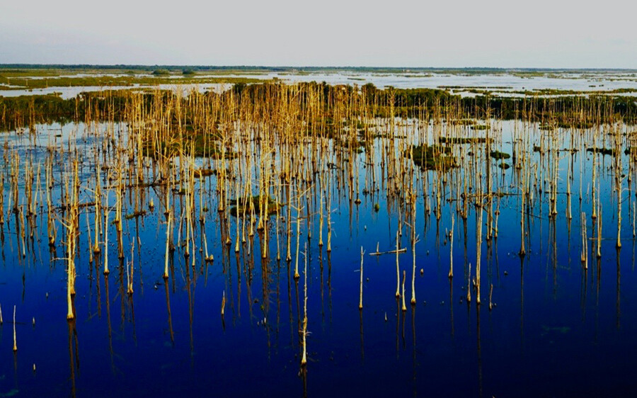 Accumulation - Anne McClintock - Ghost Forest: Atlas of a Drowning World