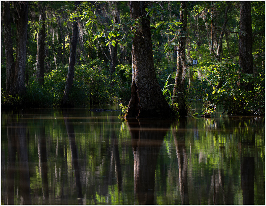 Blue ghosts: spirits of the forest - Discover Life in America