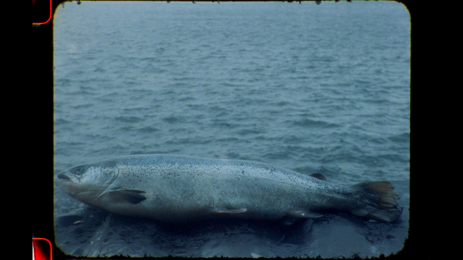 Frontiers  Long-Term Patterns of Noise From Underwater Explosions and  Their Relation to Fisheries in Southern California