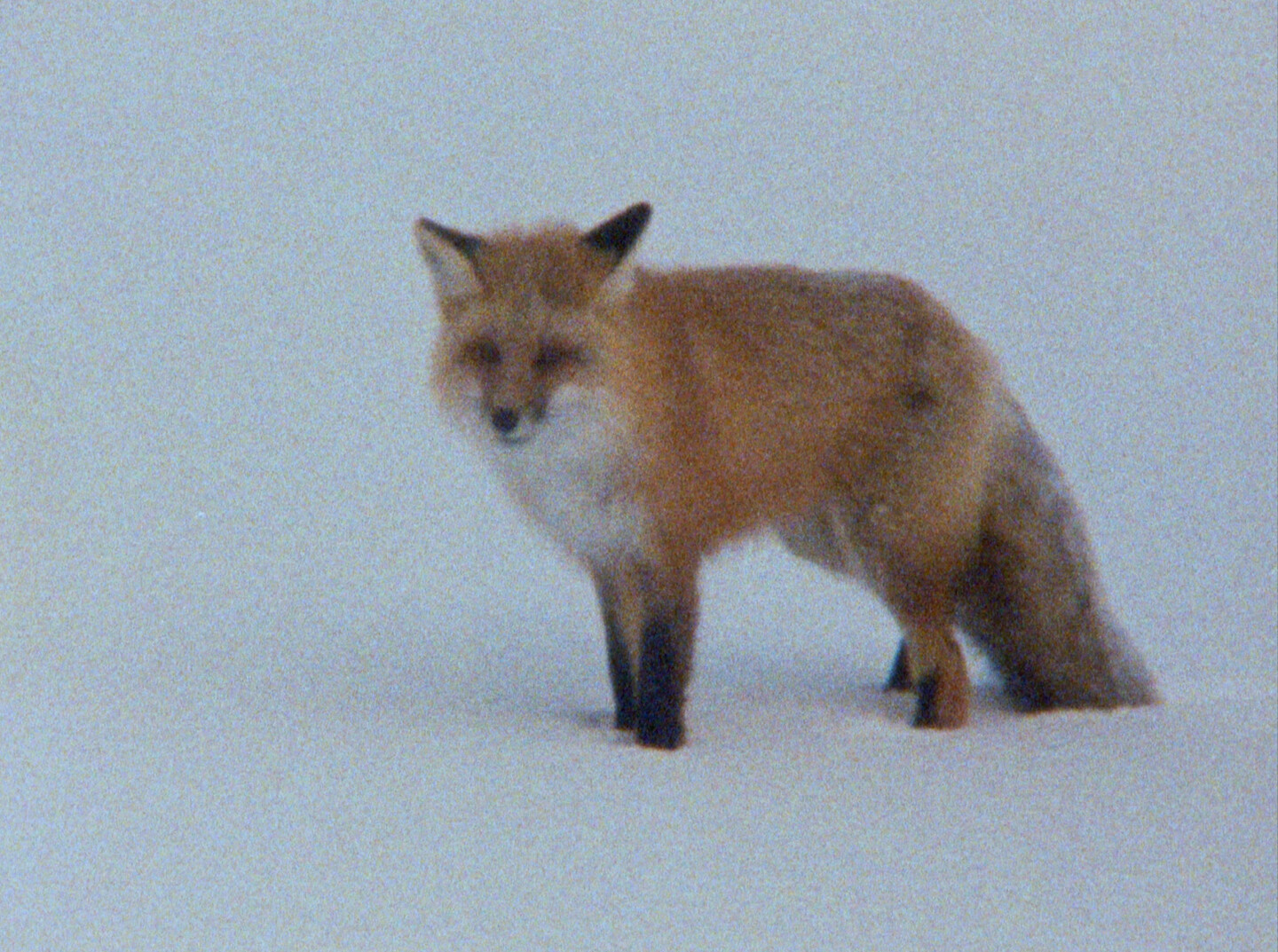 e-flux Screening Room - Screening and discussion:&nbsp;Deborah Stratman
