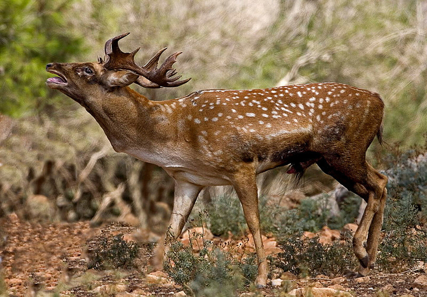 Bambi” Is Even Bleaker Than You Thought