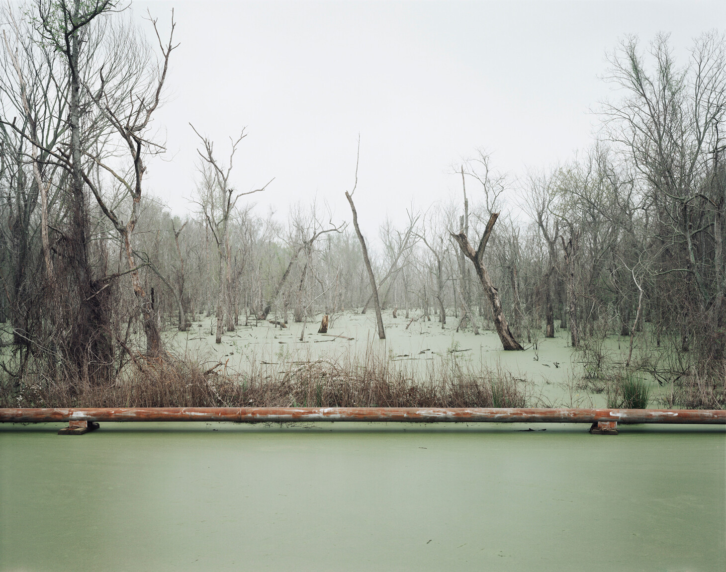 Accumulation - Anne McClintock - Ghost Forest: Atlas of a Drowning World