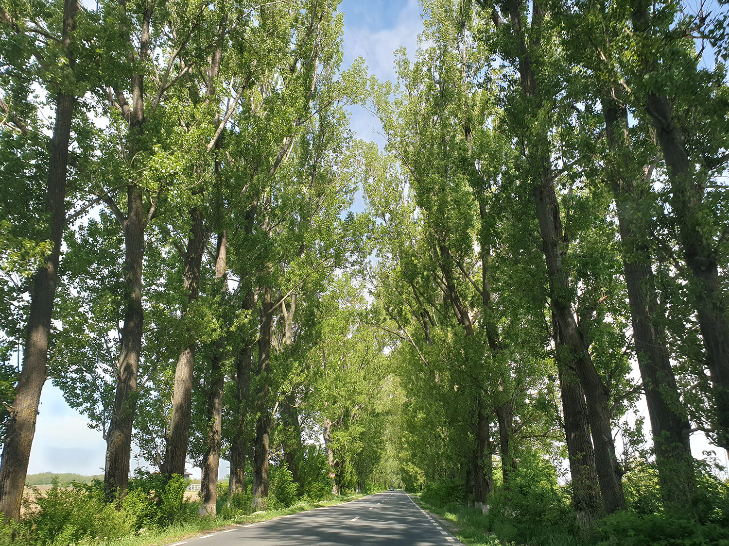 Countryside Roads - Journal #119