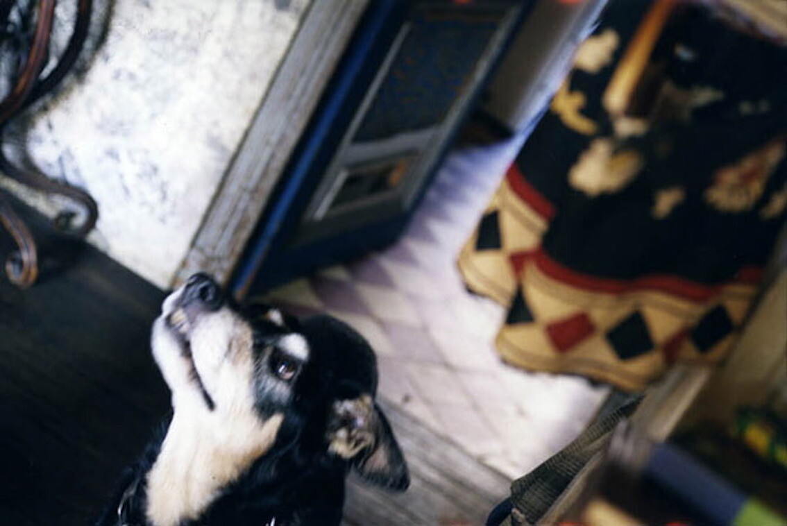 Bar Laika by e-flux Camille Henrot,<em> Spatial Film</em>
