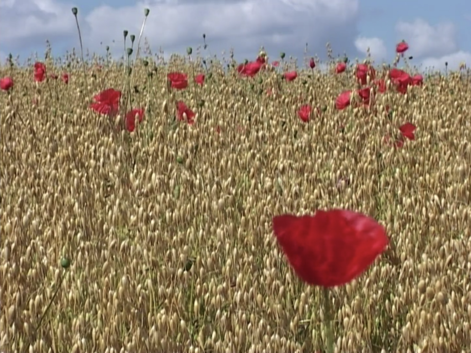 Bar Laika by e-flux Three films by Victor Burgin
