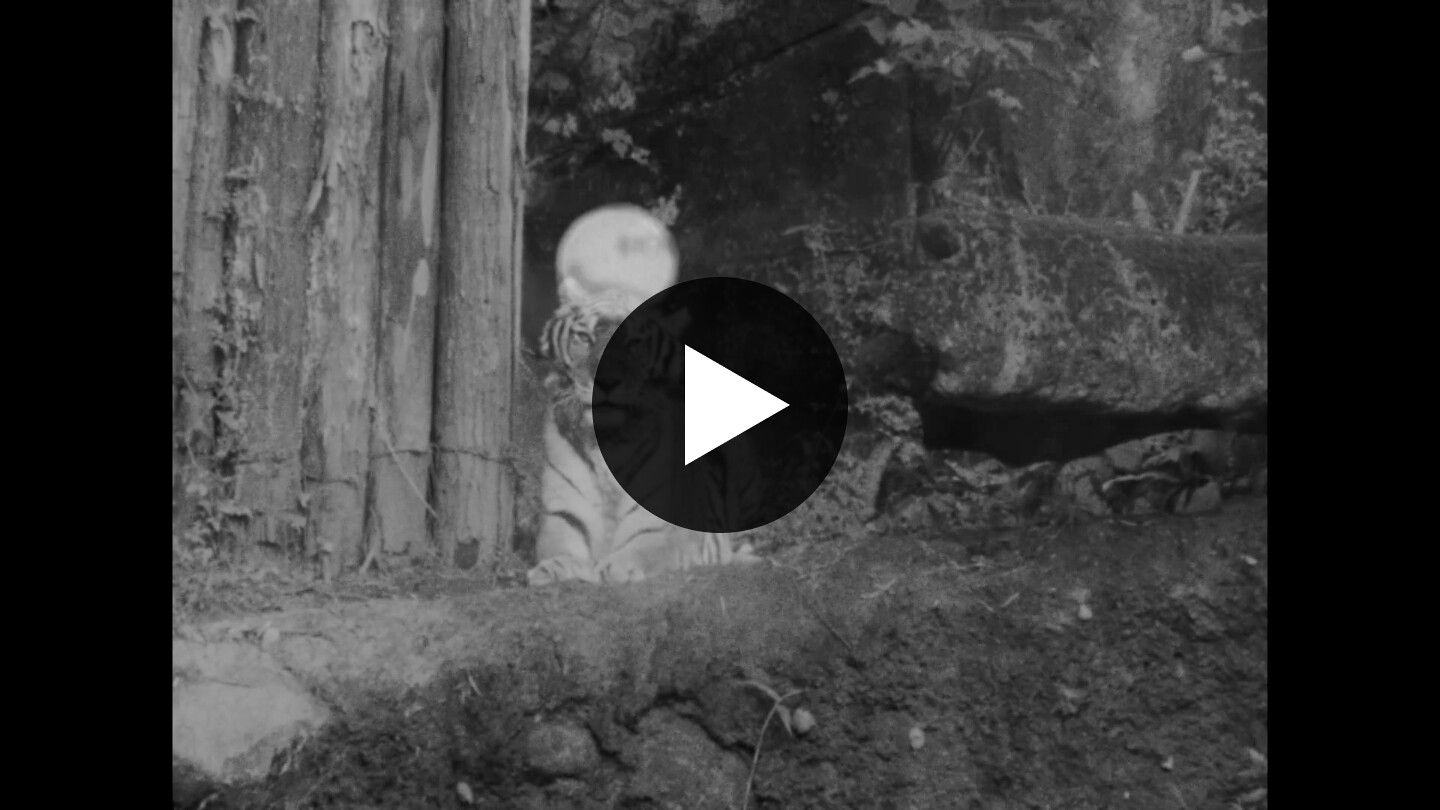 e-flux Screening Room - Screening and discussion: Marion von Osten and Matt Peterson
