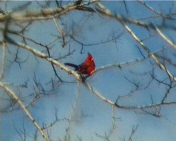 Red Birds and Blue Birds Without the Politics - intoBirds