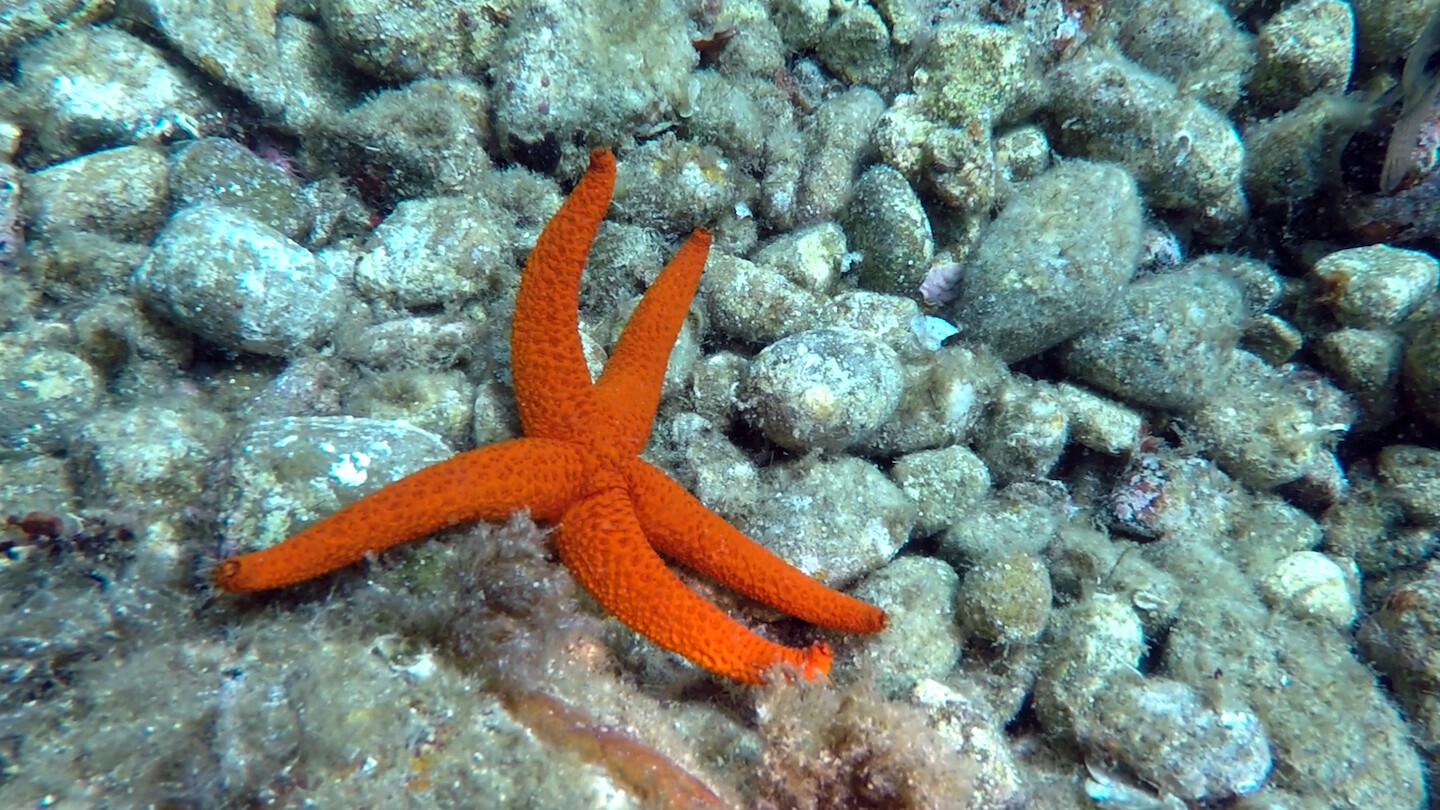 Bar Laika by e-flux Two-part&nbsp;screening of current and previous winners of the e-flux Prize in Oberhausen<br />
Part One
