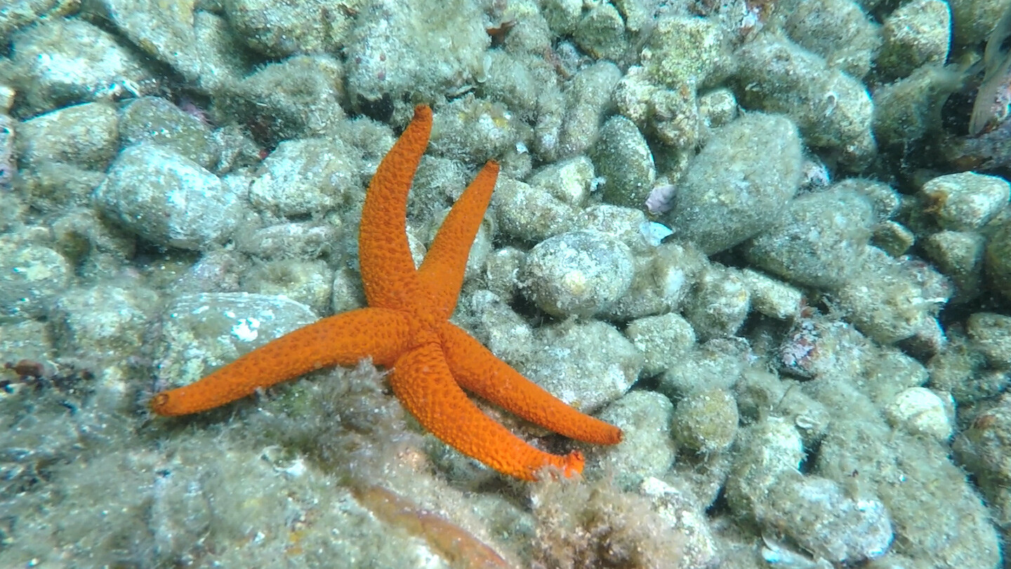 e-flux Screening Room - Maya Schweizer: Moving Voices
